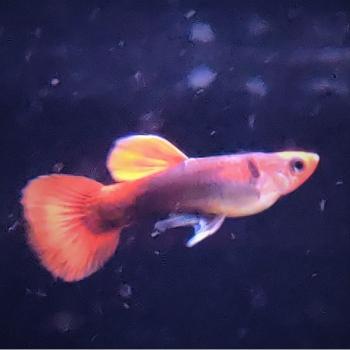 Lebistes reticulatus (Koi Red Tuxedo Red Nose)