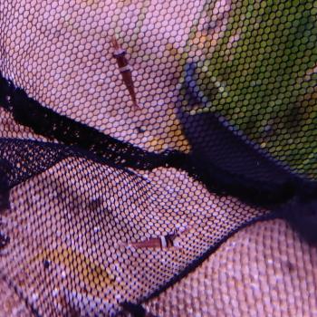 Caridina sp. spongicola