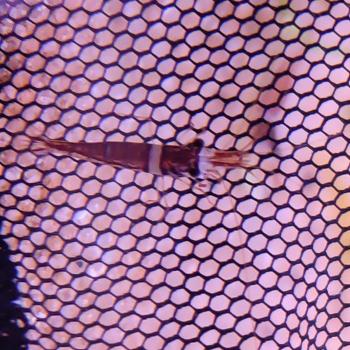 Caridina sp. spongicola