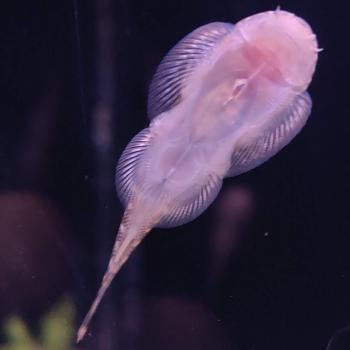 gastromyzon borneensis