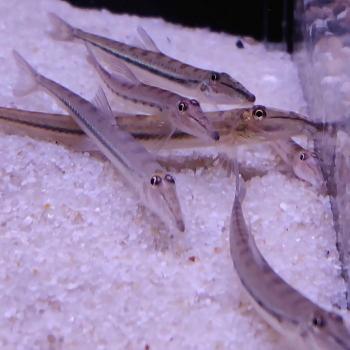 Acanthopsis choirorhynchus