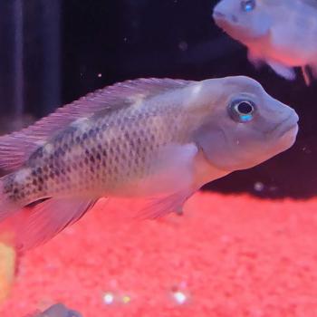 Steatocranus casuarus