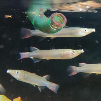 Nomorhamphus liemi