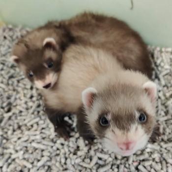 Mustela putorius furo