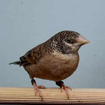Amadina fasciata (vrouw)