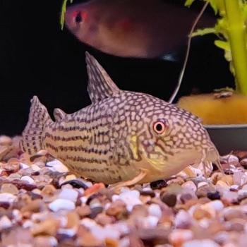 Corydoras sterbai