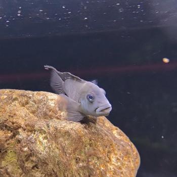 Steatocranus casuarus