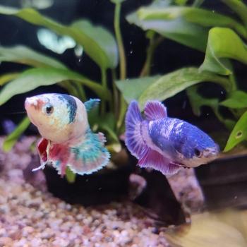 Betta splendens (vrouw) HMPK Marble metalic