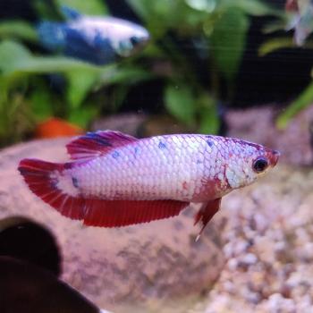 Betta splendens (vrouw) HMPK Marble metalic