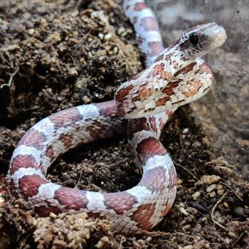 Pantherophis guttata
