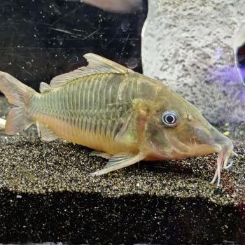 Brochis multiradiatus
