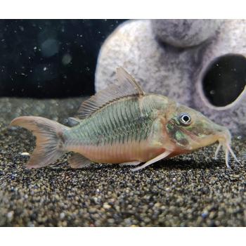 Brochis multiradiatus