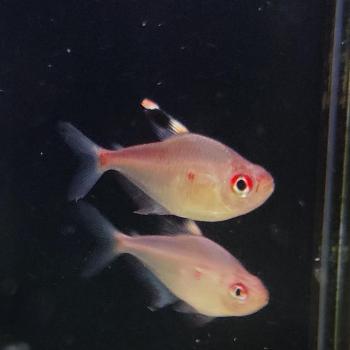 Hyphessobrycon pyrrhonotus