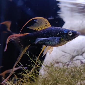 Xiphophorus helleri (Zwart Hoogvin)