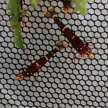 Caridina spinata (orange cheeck)