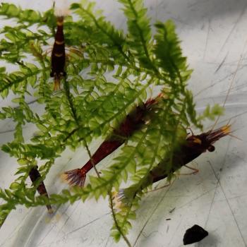 Caridina spinata (orange cheeck)