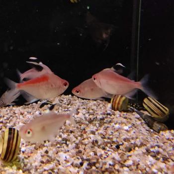 Hyphessobrycon pyrrhonotus