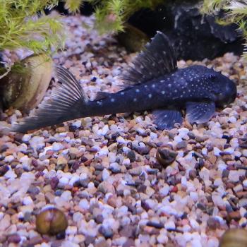 L-128 Hemiancistrus species