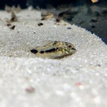 Corydoras habrosus