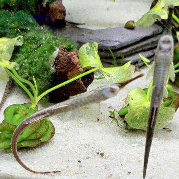 Farlowella acus
