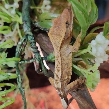 Correlophus ciliatus