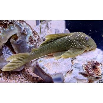 L-200  baryancistrus demantoides