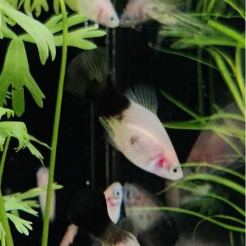 Xiphophorus maculata (Panda)