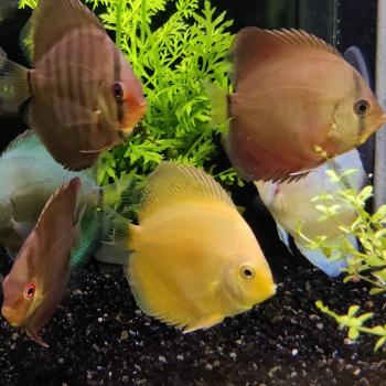Symphysodon aequifasciata (mix)