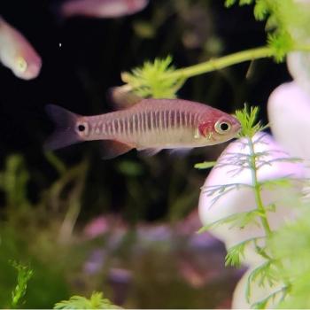 Microrasbora erythromicron