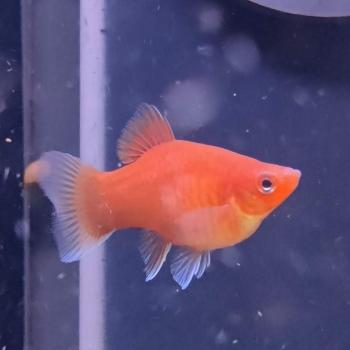 Xiphophorus variatus (koraal white fin)