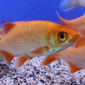 Scardinius erythrophthalmus (Goud)