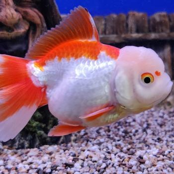 oranda rood/wit