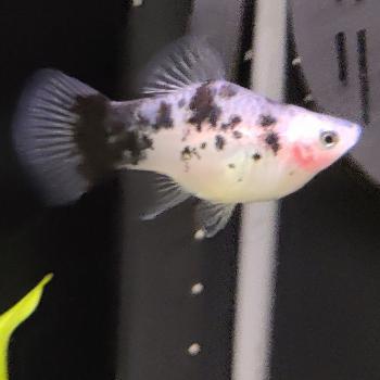Xiphophorus maculata (Panda)