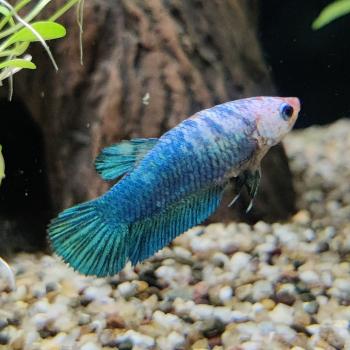 Betta splendens (vrouw) Fancy