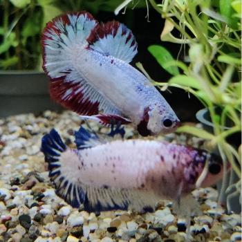 Betta splendens (vrouw) HMPK Marble metalic