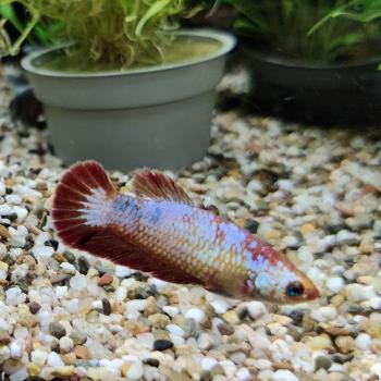 Betta splendens (vrouw) Fancy
