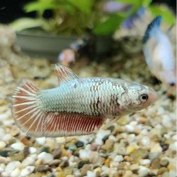 Betta splendens (vrouw) Fancy