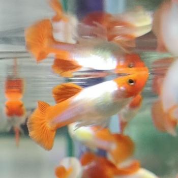 Lebistes reticulatus (koi kohaku) man