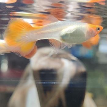 Lebistes reticulatus (koi kohaku) vrouw