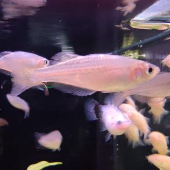 Melanotaenia maccullochi