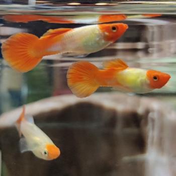 Lebistes reticulatus (koi kohaku)man