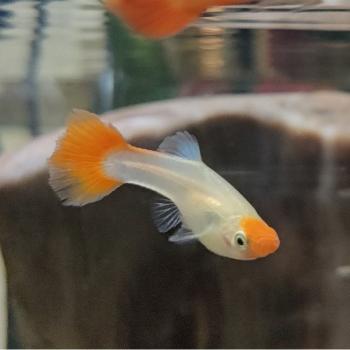 Lebistes reticulatus (koi kohaku) vrouw