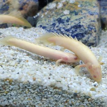 Polypterus senegalensis (albino)