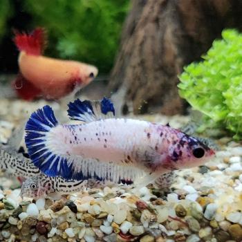 Betta splendens (vrouw) HMPK Marble metalic