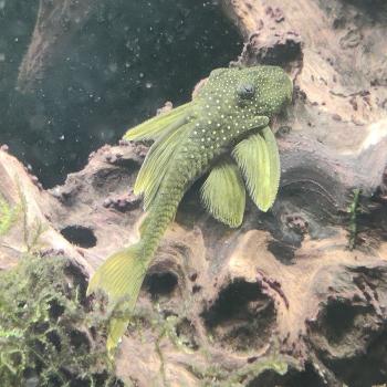 L-200  baryancistrus demantoides