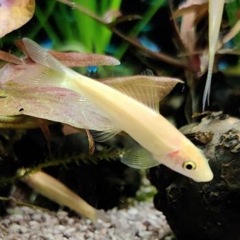 Gyrinocheilus aymonieri (goud)