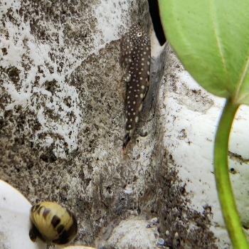 gastromyzon borneensis