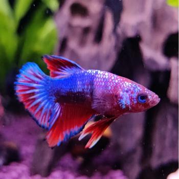 Betta splendens (vrouw) Fancy