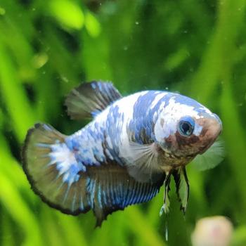 Betta splendens (vrouw) HMPK Marble metalic