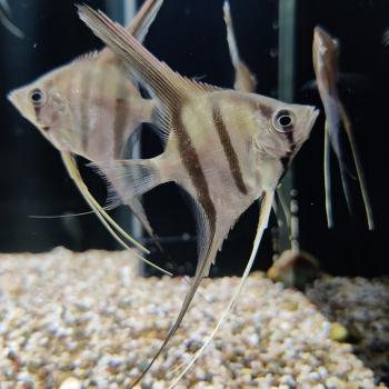 pterophyllum scalare (dantum)